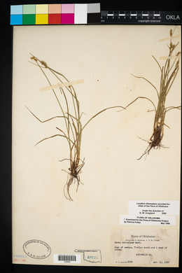 Carex retroflexa image