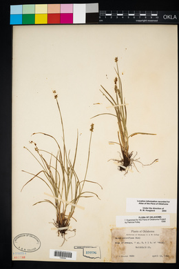 Carex retroflexa image