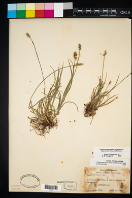 Carex retroflexa image