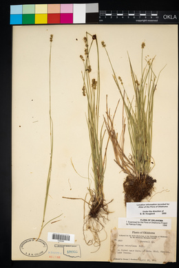 Carex retroflexa image