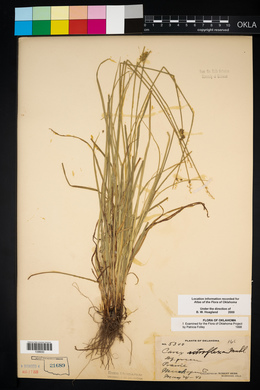 Carex retroflexa image