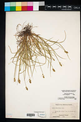 Carex retroflexa image