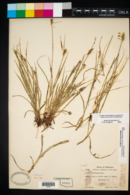 Carex retroflexa image