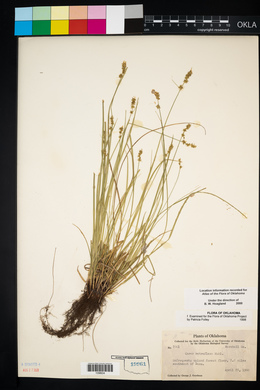 Carex retroflexa image