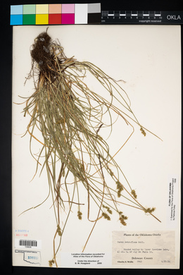 Carex retroflexa image