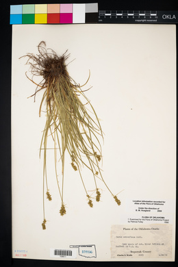 Carex retroflexa image