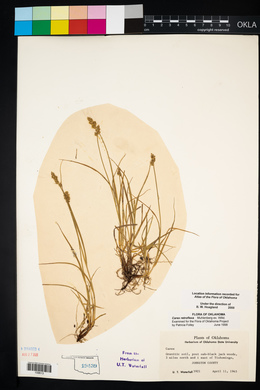 Carex retroflexa image