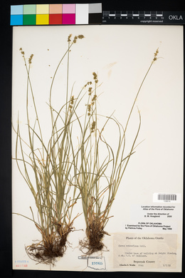 Carex retroflexa image