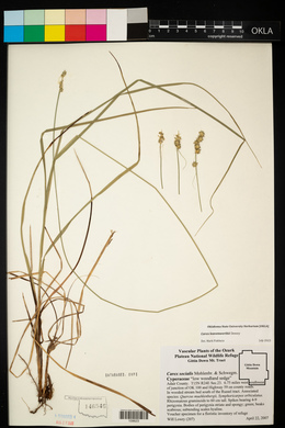 Carex leavenworthii image