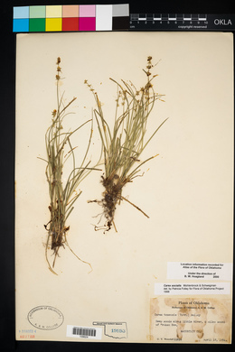 Carex socialis image