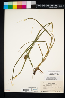 Carex squarrosa image