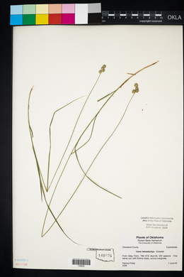 Carex tetrastachya image