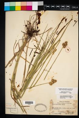 Carex tetrastachya image