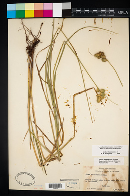 Carex tetrastachya image