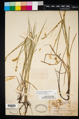 Carex tetrastachya image