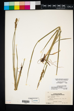 Carex triangularis image