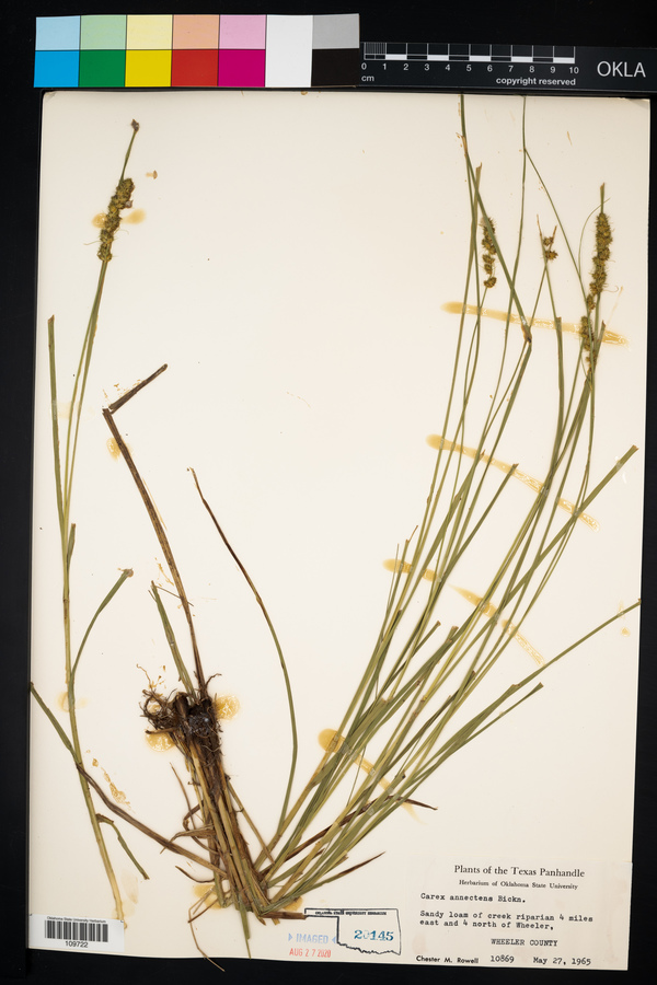 Carex annectens image