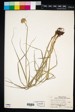 Image of Carex brittoniana
