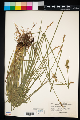 Carex brittoniana image