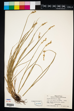Carex brittoniana image
