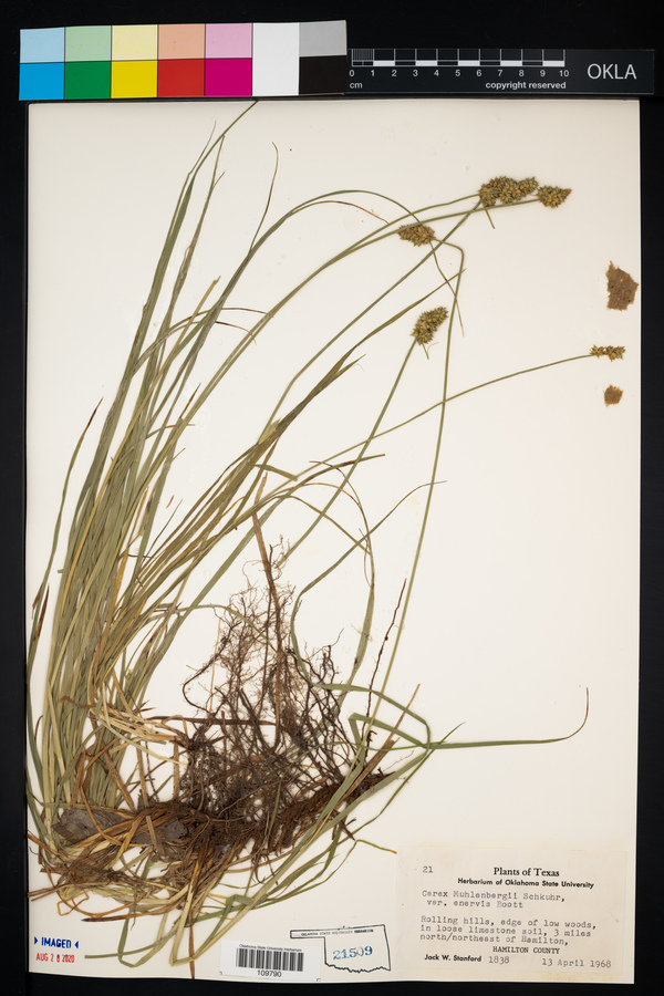 Carex muhlenbergii var. enervis image