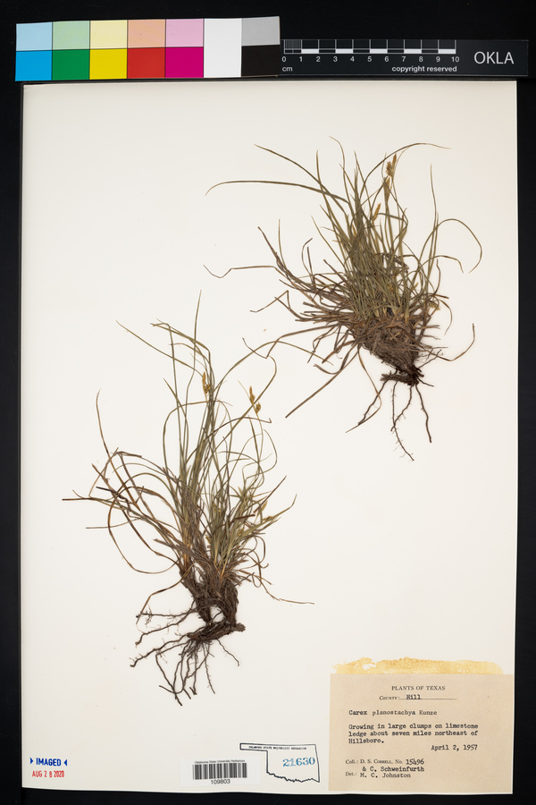 Carex planostachys image