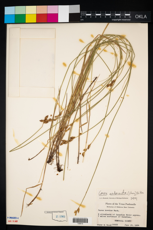 Carex suberecta image