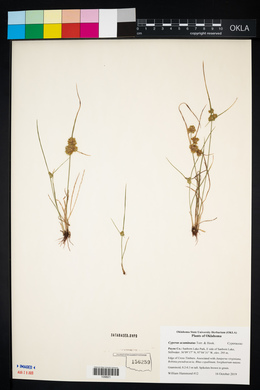 Cyperus acuminatus image