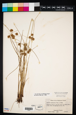 Cyperus acuminatus image