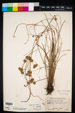 Cyperus acuminatus image