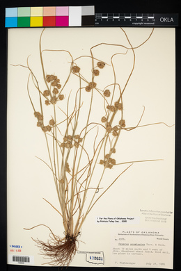 Cyperus acuminatus image