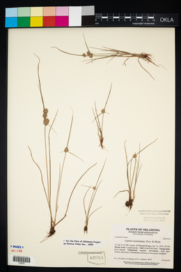 Cyperus acuminatus image