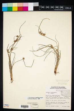 Cyperus acuminatus image