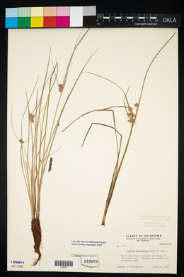 Cyperus acuminatus image