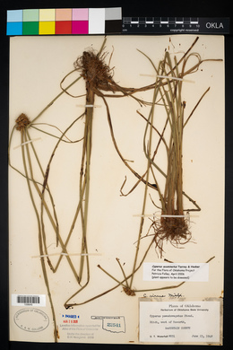 Cyperus acuminatus image