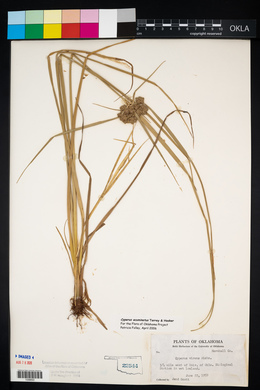 Cyperus acuminatus image