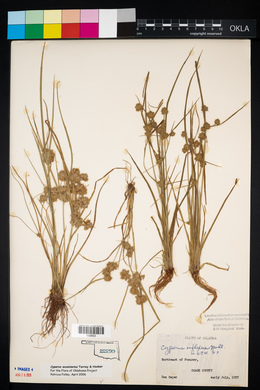 Cyperus acuminatus image