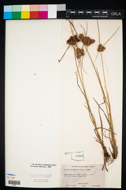 Cyperus acuminatus image