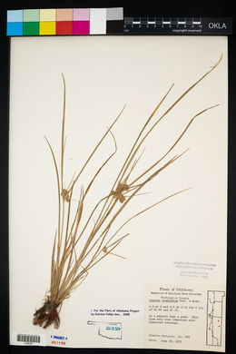 Cyperus acuminatus image