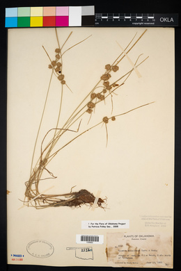 Cyperus acuminatus image