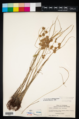 Cyperus acuminatus image