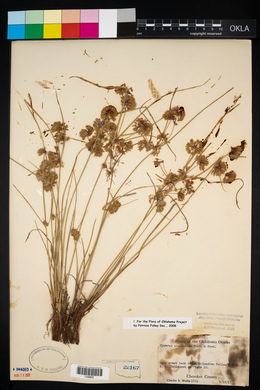 Cyperus acuminatus image