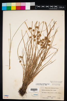 Cyperus acuminatus image