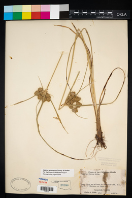 Cyperus acuminatus image