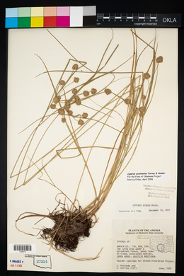 Cyperus acuminatus image