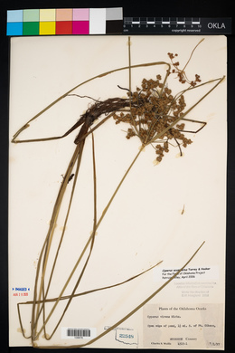 Cyperus acuminatus image