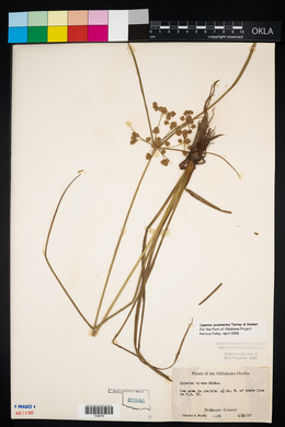 Cyperus acuminatus image