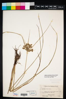 Cyperus acuminatus image