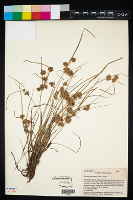 Cyperus acuminatus image