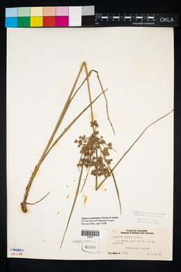 Cyperus acuminatus image